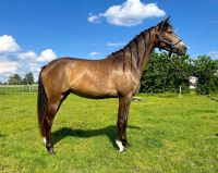 Eyecatcher Buckskin Freizeitpferd, Jungpferd, Dating AT, El Bundy Bayern - Lichtenfels Vorschau