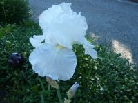 Hohe,weiße Iris--Rhizome zu verkaufen Baden-Württemberg - Friedrichshafen Vorschau