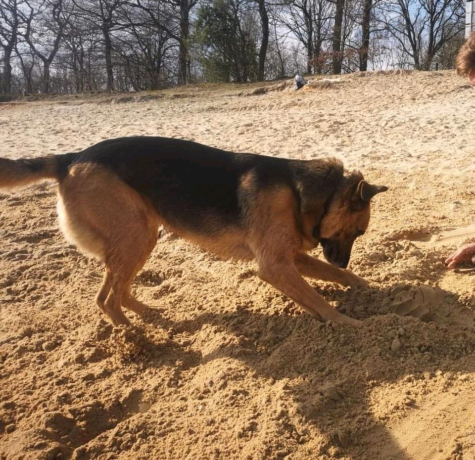 Grisella sucht ihren Menschen ❤️ in Rosche