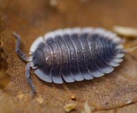 Porcellio werneri / Asseln Kr. München - Kirchheim bei München Vorschau