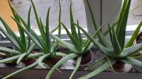 Aloe Vera Pflanze 4 Stück Nordrhein-Westfalen - Troisdorf Vorschau
