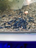 Neocaridina davidi “Blue Sapphire” 2,00€ Niedersachsen - Burgdorf Vorschau