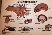 Schulwandkarte Wandkarte Schulkarte Insektenfresser Fledermaus Nordrhein-Westfalen - Marl Vorschau