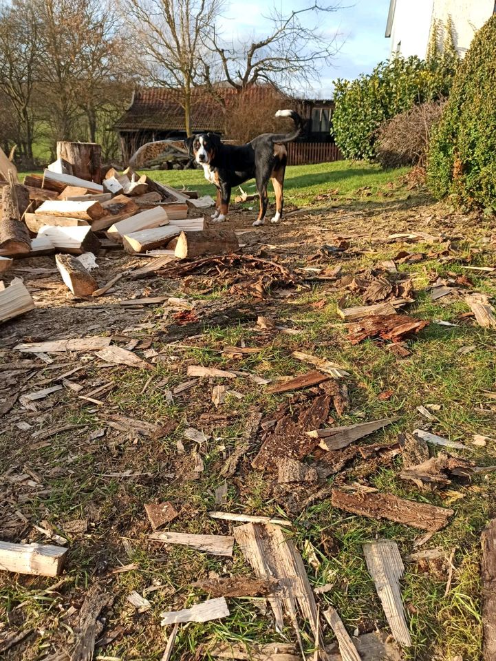 Holz hacken in Bad Driburg