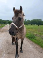 Pflegebeteiligung Pferd Nordrhein-Westfalen - Tönisvorst Vorschau