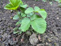 Bio Erdbeerpflanzen, aromatische Beeren Niedersachsen - Achim Vorschau