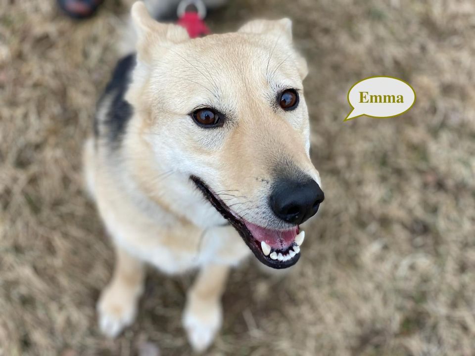 Tierschutz - Emma Hündin wünscht sich eine liebevolle Familie! in Bremen