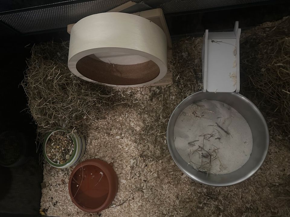 Hamster mit großem Nagarium und Zubehör in Düren
