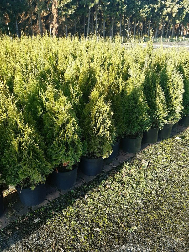 Thuja Smaragd 0,80/1,00H.von 50 Pflanzen 580€ einsch.Versand .. in Lahre