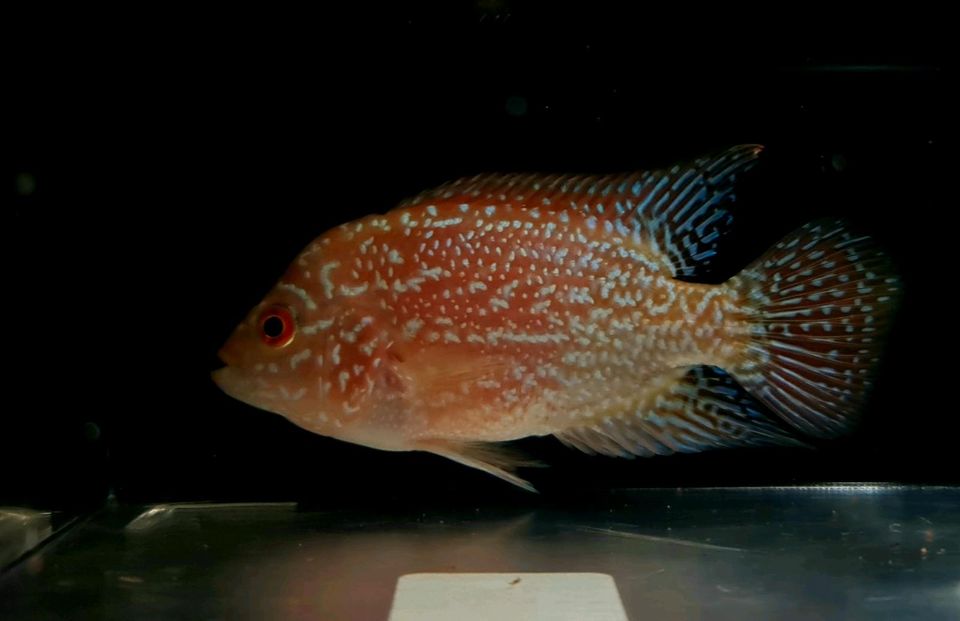 GOLDEN BASE KAMFA FLOWERHORN Nachzucht Männchen 8-9cm in Stuttgart