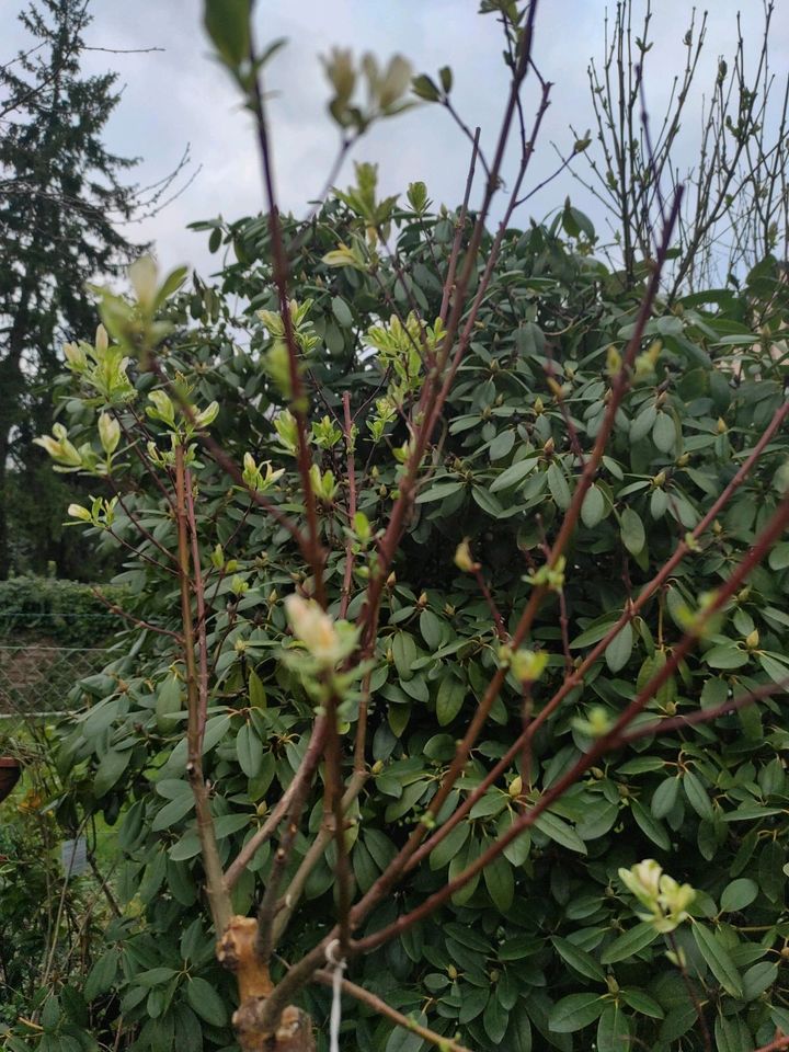 Garten Pflanze Salix integra Stämmchen in Mönchengladbach