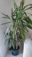 Yuca Palme pflanze 190 cm Baden-Württemberg - Bisingen Vorschau