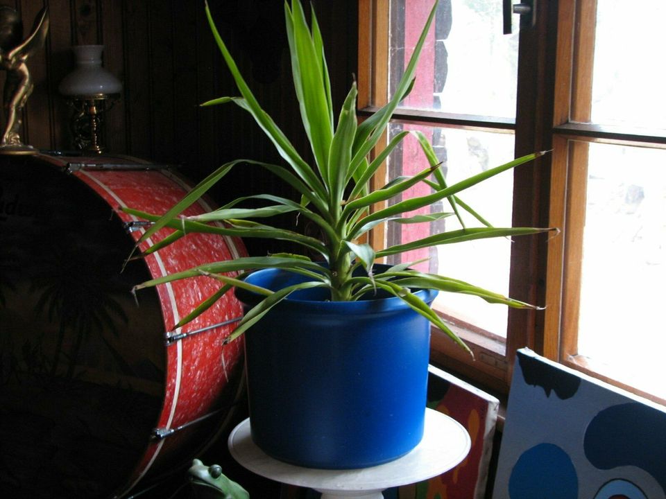 SUCHE Zimmerpflanzen Haushaltsauflösung Palmen preiswert in Kirkel