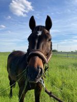 Reitbeteiligung (Pferd sucht Reiter) Rheinland-Pfalz - Worms Vorschau