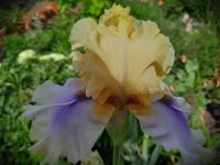 Hohe Iris/Schwertlilie -winterhart- Rheinland-Pfalz - Rockenhausen Vorschau