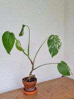 Monstera albo borsigiana  seltene Zimmerpflanze Frankfurt am Main - Fechenheim Vorschau