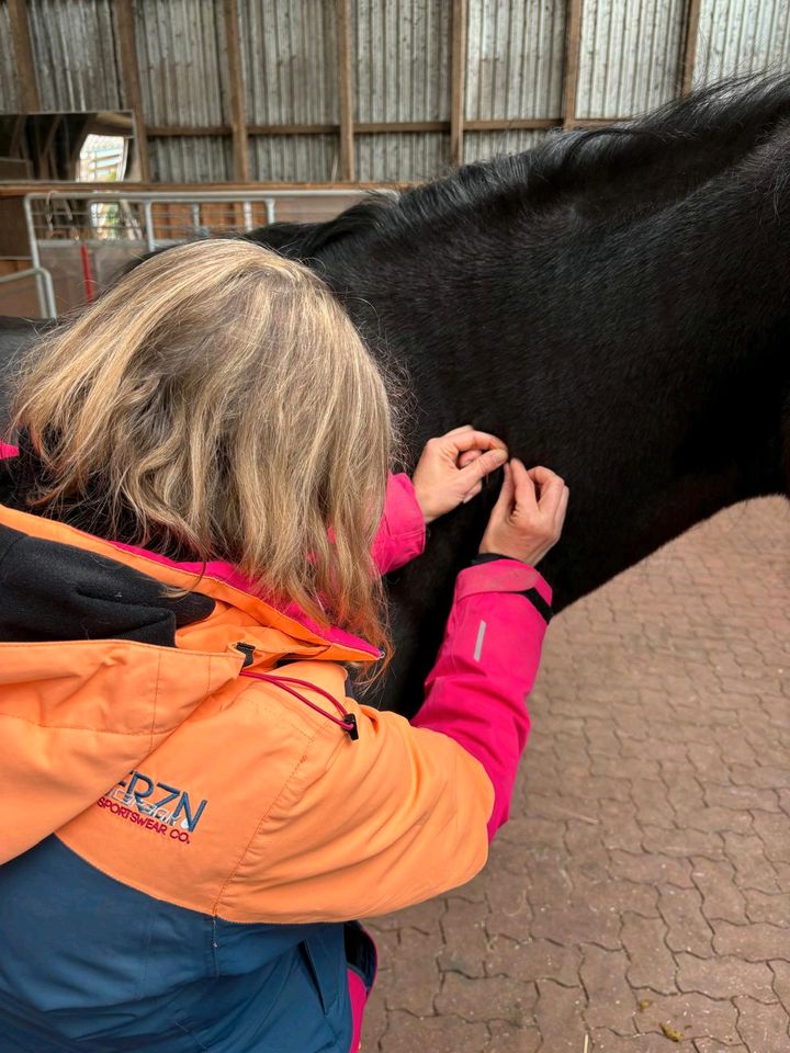 Osteopathie und Physiotherapie für Pferde in Duingen
