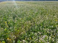 Ackerland Acker Boden Feld Wiese Grünland Fläche Ackerflächen Niedersachsen - Emstek Vorschau