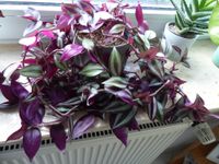 Tradescantia zebrina Zebrakraut Ableger bzw Pflanze Rheinland-Pfalz - Mainz Vorschau