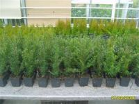 25 Taxus baccata Heimische-Eibe 15-35 cm Baumschulware Hecke Nordrhein-Westfalen - Velbert Vorschau