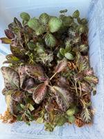 Terrarienpflanzen | Ableger | Terrarium Güstrow - Landkreis - Teterow Vorschau