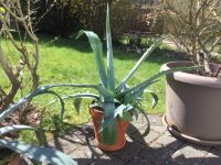 Agave mit 3 Ablegern 80 cm hoch Hessen - Marburg Vorschau