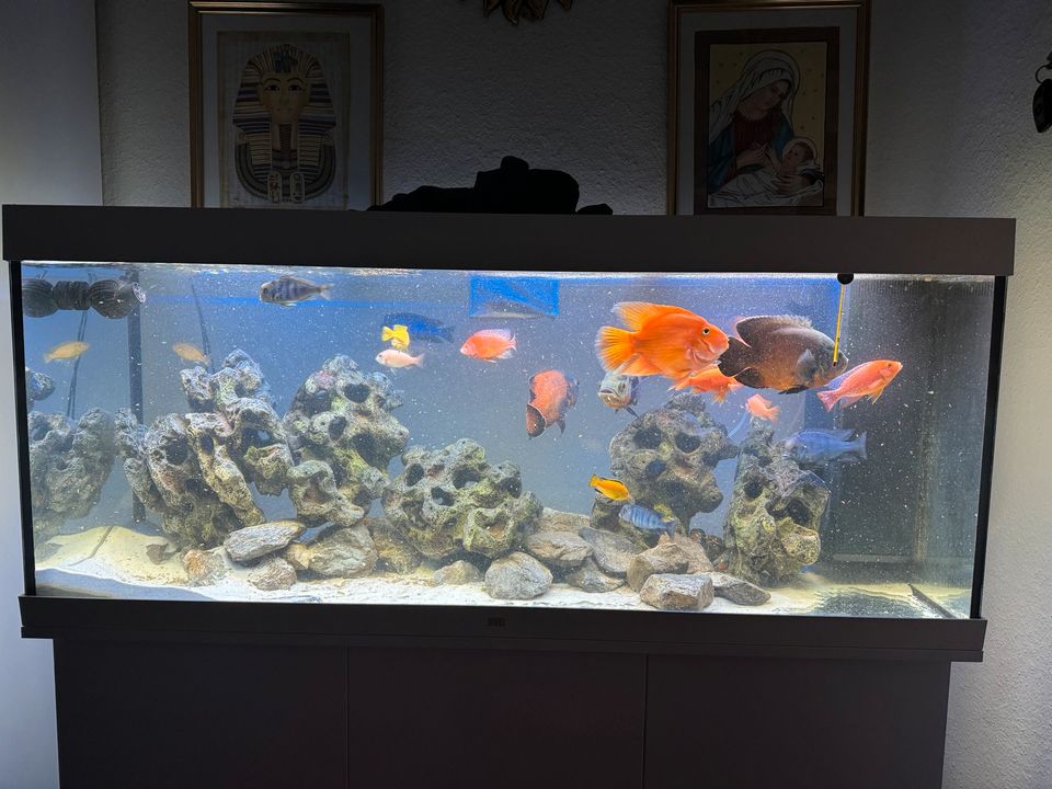 Aquarium 450 Liter in Unna