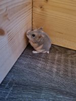 Hamsterbaby in liebevolle Hände abzugeben Nordrhein-Westfalen - Hamm Vorschau