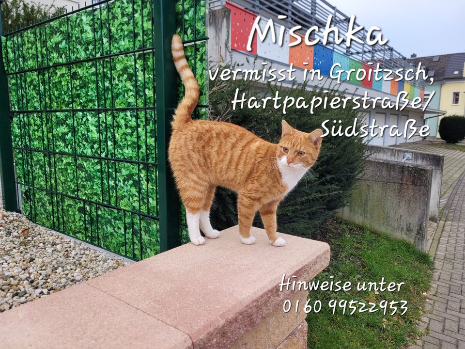 Katze / Kater MISCHKA vermisst gechipt kastriert, 04539 Groitzsch in Groitzsch