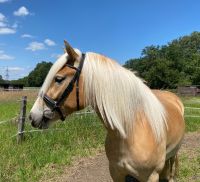 3-jährige Haflinger Stute abzugeben Nordrhein-Westfalen - Werne Vorschau