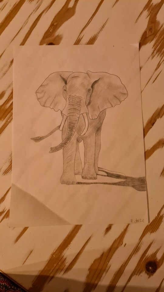 Elefanten Bild, Elefant, Bild Elefant in Kiel