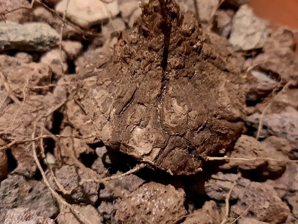 Dioscorea mexicana, Caudex, BEWURZELT MIT AUSTRIEB! in Kiel