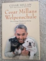 Welpenschule - Cesar Millan Hessen - Darmstadt Vorschau