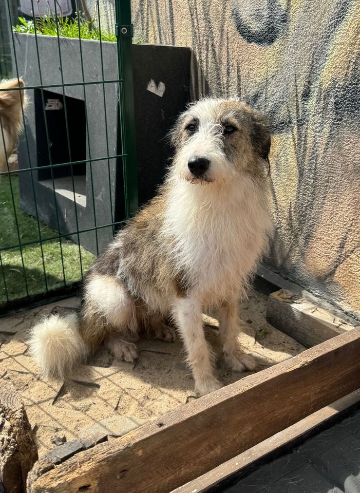 Sanfter HARIBALD ❤️ aus dem Tierschutz sucht seine Familie in Möckern