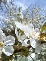 Grundstück Grünfläche zum Mieten pachten als Anbaufläche Nordrhein-Westfalen - Willebadessen Vorschau