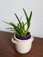 Kletter Aloe Sukkulente 11cm mit Übertopf nur Abholung Leipzig - Leipzig, Südvorstadt Vorschau