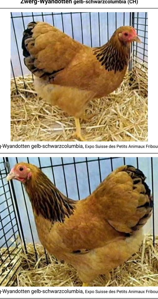 Sehr liebe Zwerg Hühner Küken, Wyandotten Welsumer gelb schw col in Bremen