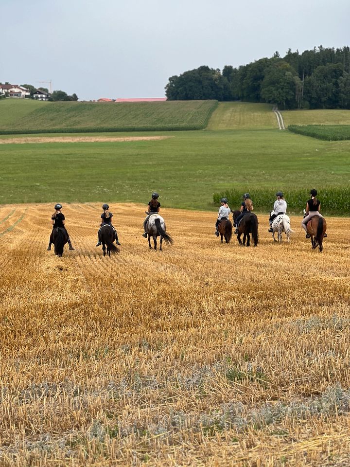 Biete Pflegebeteiligungen auf verschiedenen Ponys in Tuntenhausen