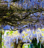 Wisteria glizenia blauregen Samen Nordrhein-Westfalen - Much Vorschau