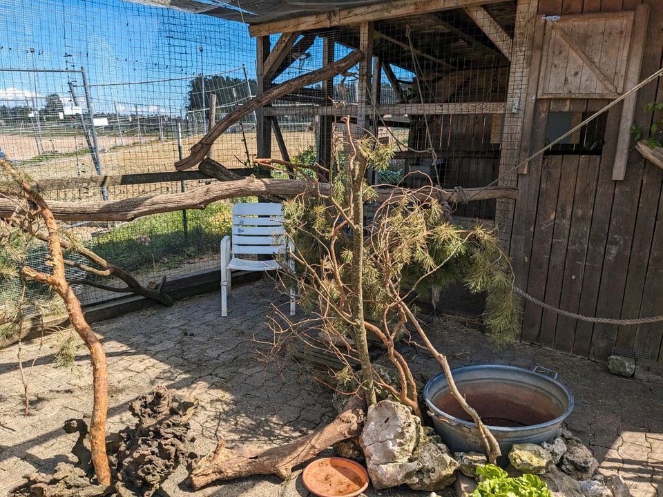 Zuhause für Vögel in Gößweinstein