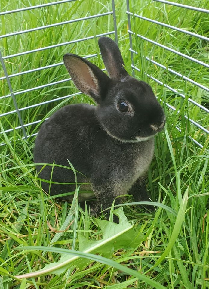 Zwergkaninchen Baby, männlich, Zwerghase, Kaninchen in Weißenberg