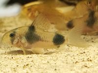 Corydoras weitzmani.    Nachwuchs Bayern - Ehingen Mittelfr Vorschau