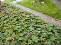 300 x  Storchenschnabel, Geranium Bayern - Simbach Vorschau