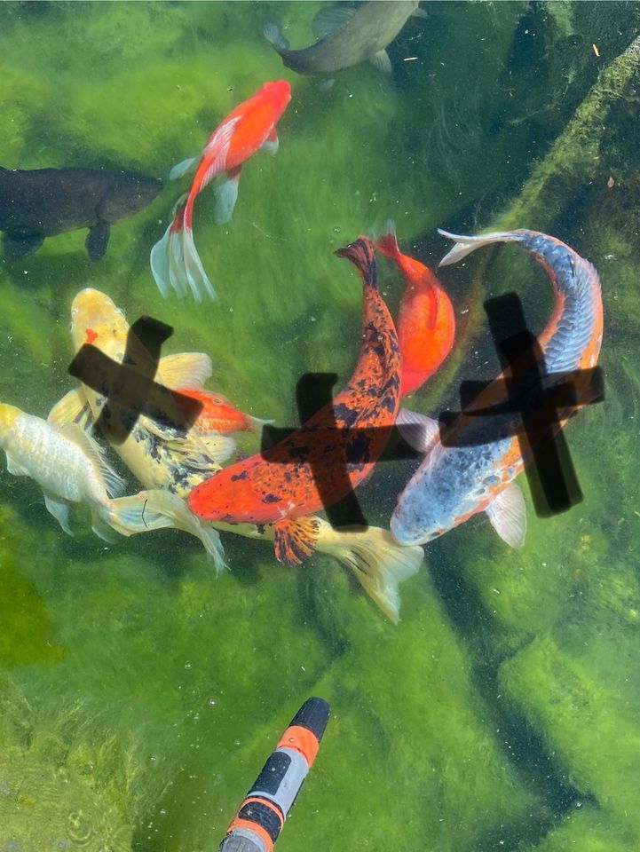 Koi Karpfen# Teichfische# Goldfische in Schorndorf