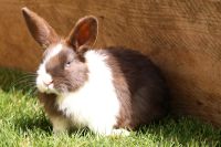 7 Kaninchen zu verkaufen Nordrhein-Westfalen - Euskirchen Vorschau