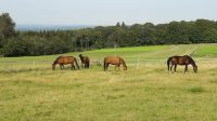 Olpe + 100 km: Reitanlage für Reitschulbetrieb gesucht! Nordrhein-Westfalen - Olpe Vorschau