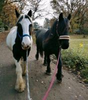 Fahr-&Reitbeteiligung für Tinker & Friese # Freizeit # Gelände # Hessen - Rödermark Vorschau