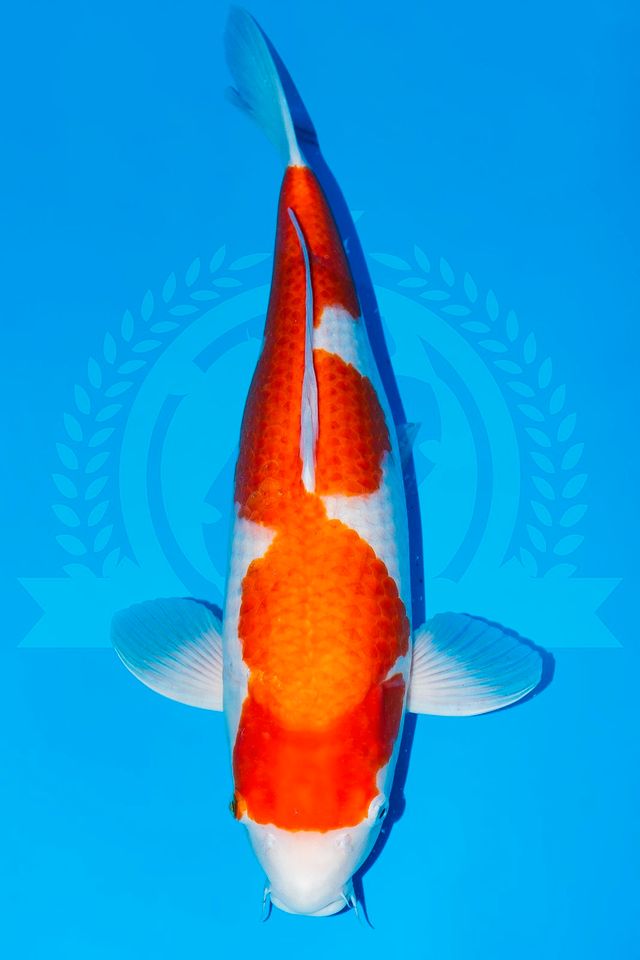 Original Japan Koi Kohaku von 20 - 80 cm in Parkstein