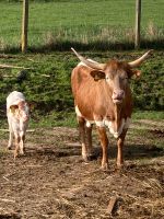 Suche Weideland Grünland zahle überdurchschnittliche Pacht Thüringen - Schweina Vorschau