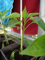 Cayenne Chili Pflanzen Capsicum anuum sehr scharfe lange Früchte Niedersachsen - Bad Pyrmont Vorschau